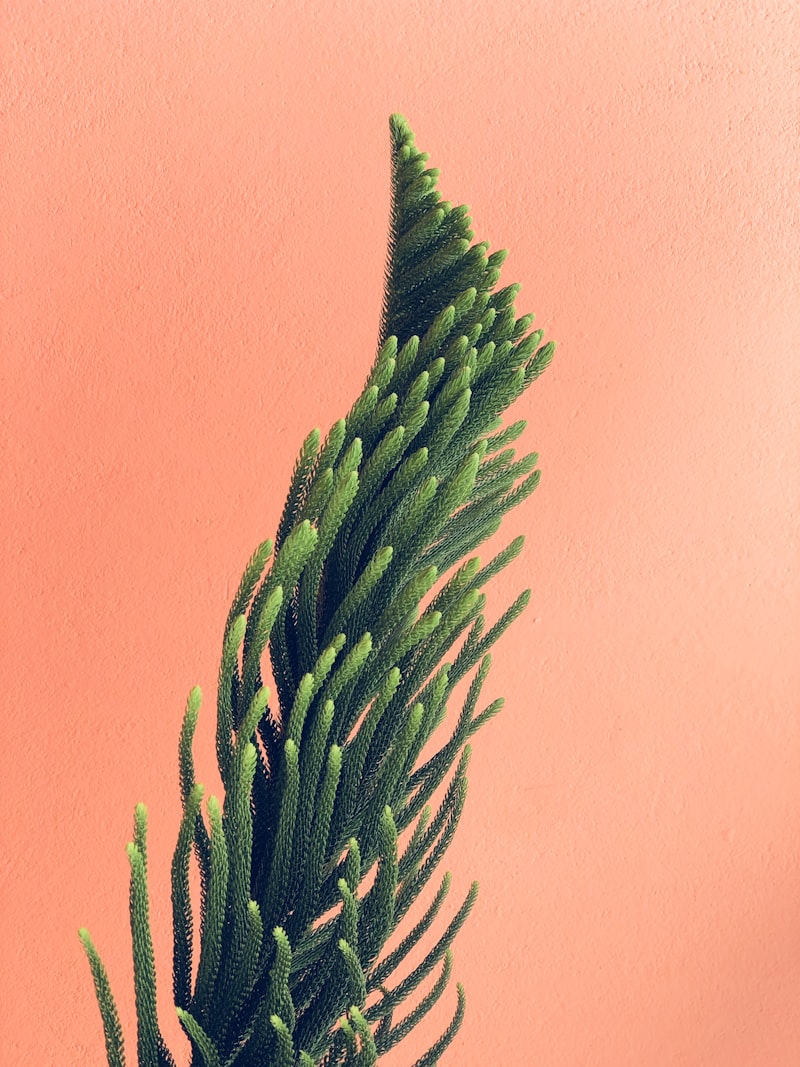 Come proteggere le palme d'inverno: strategie collaudate