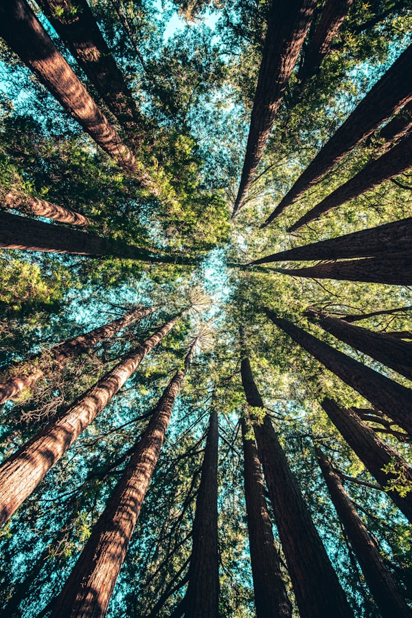 Bambù: Selezione & Coltivazione