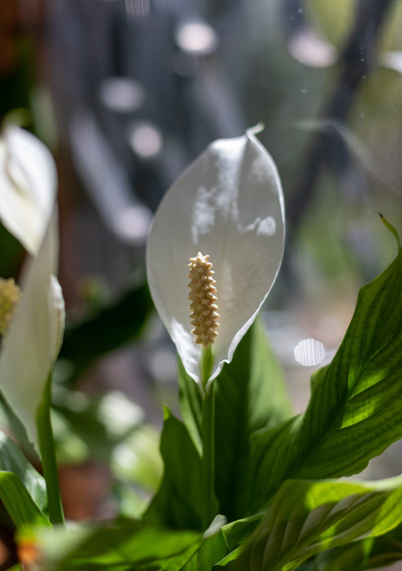 Peace Lily