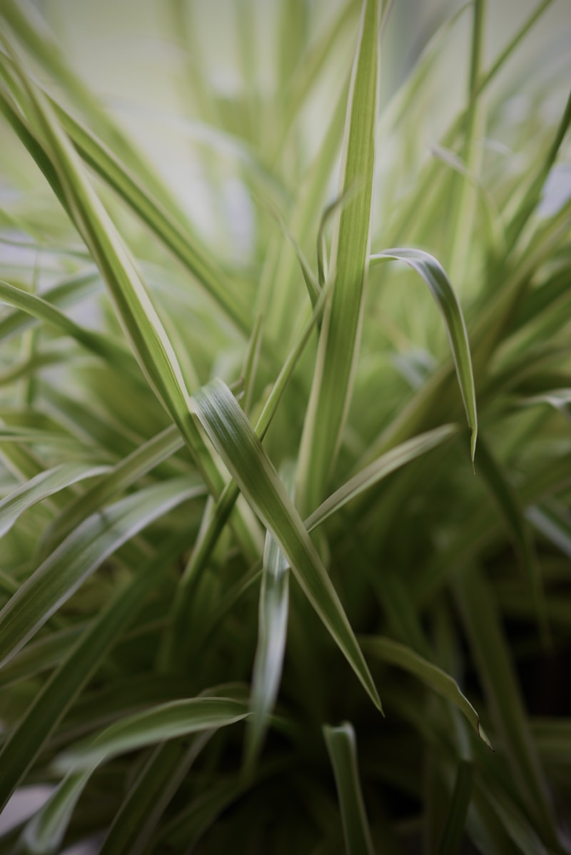 Spider Plant