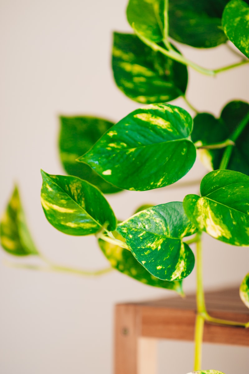 Golden Pothos