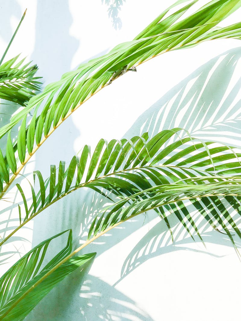 Bamboo Palm
