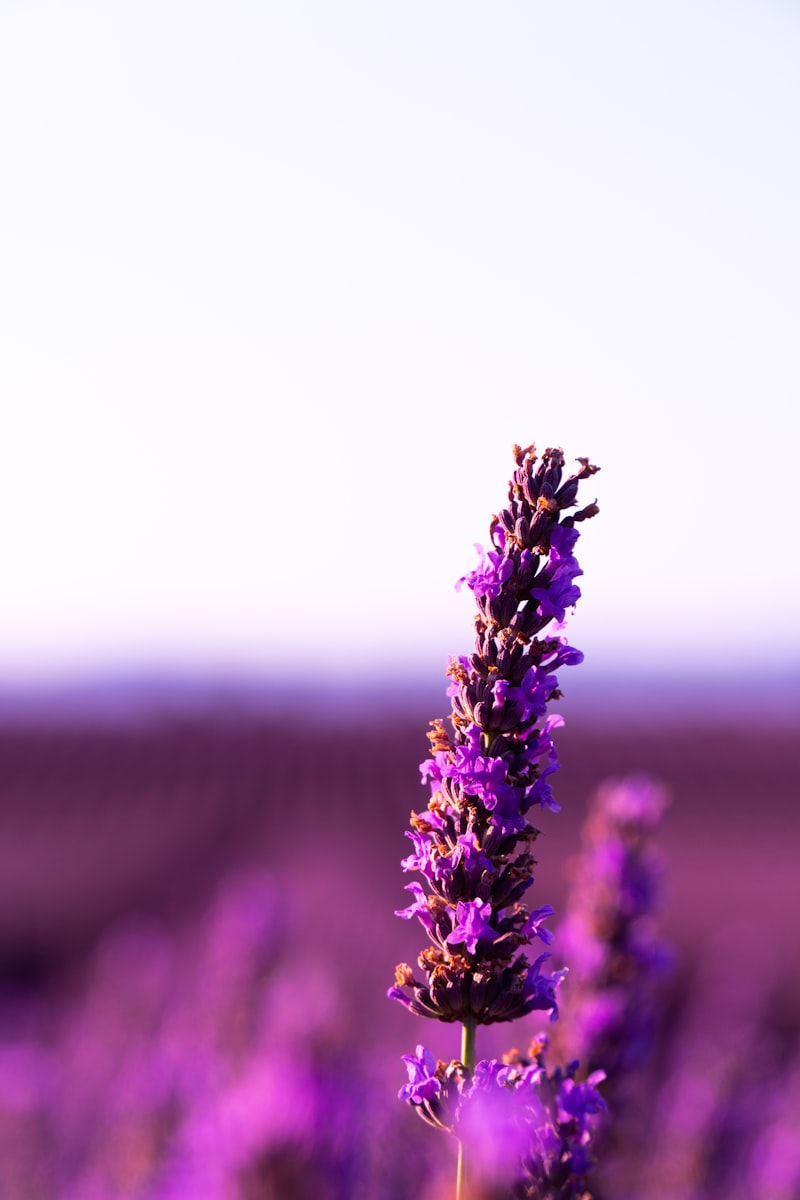 Lavanda Francese