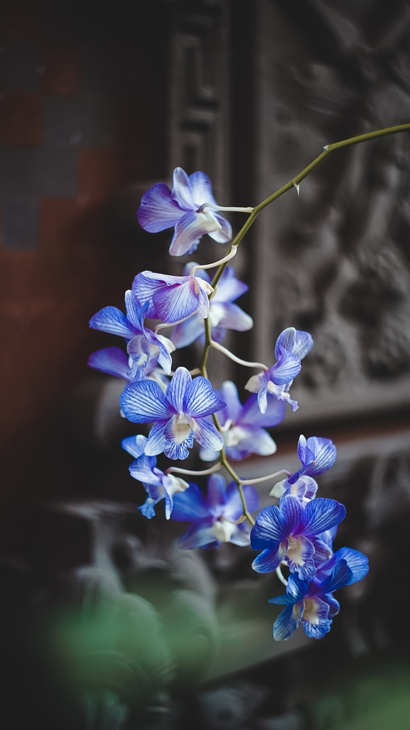 Orchidea Phalaenopsis