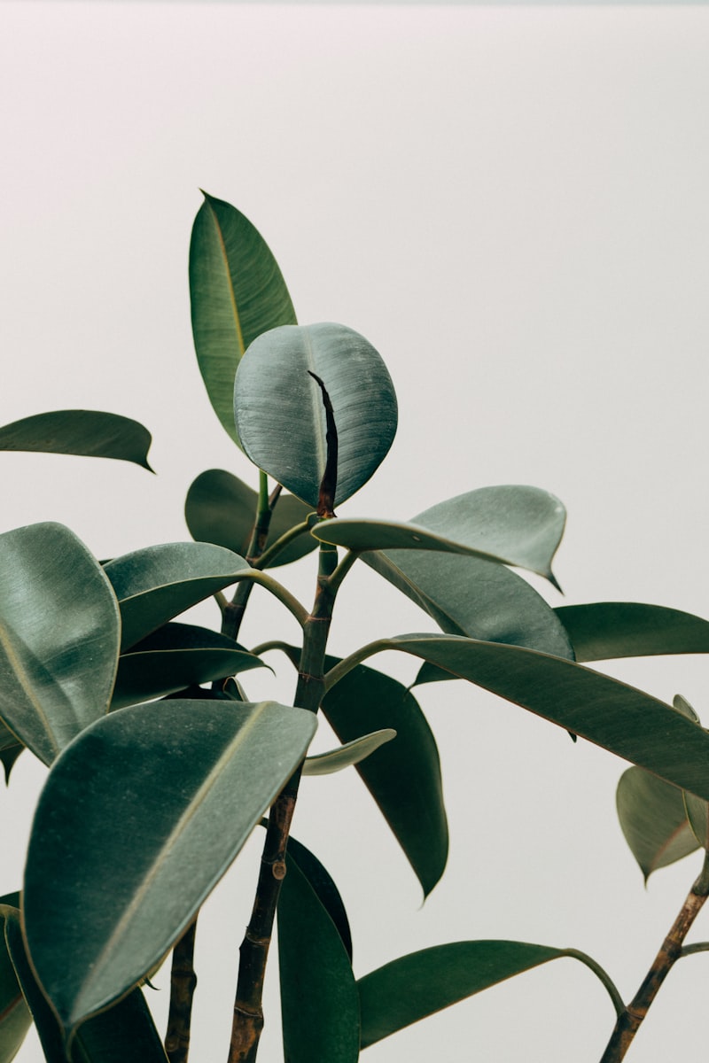 Ficus Elastica