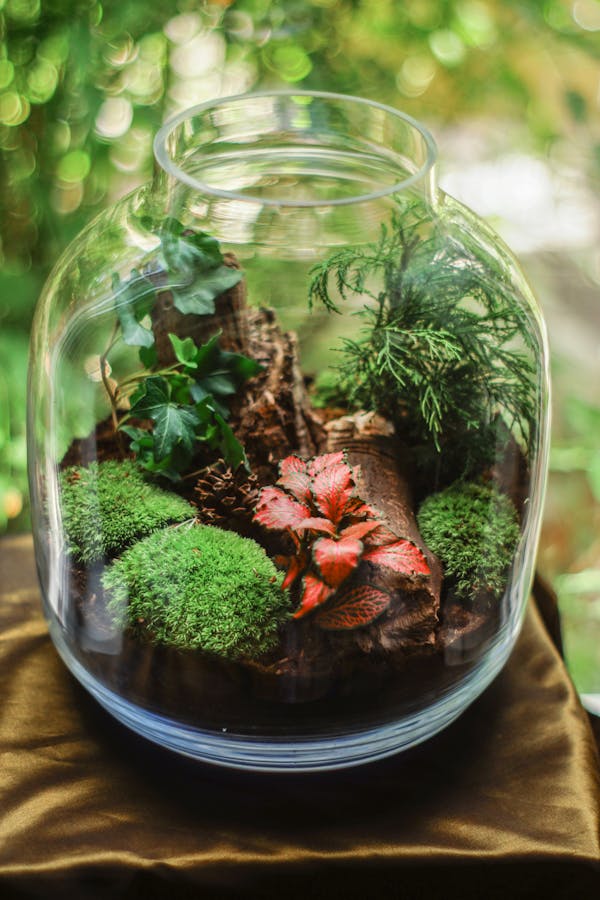 Phyllostachys nigra — vaso Ø30